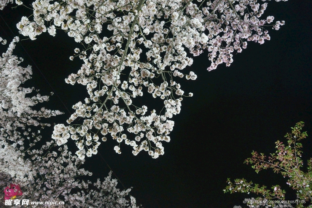 樱花