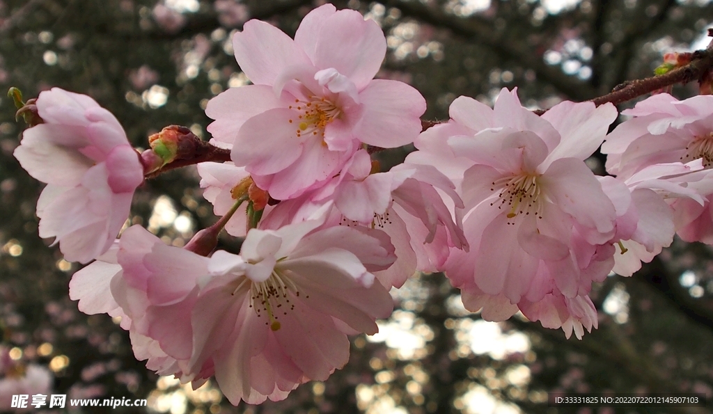 樱花