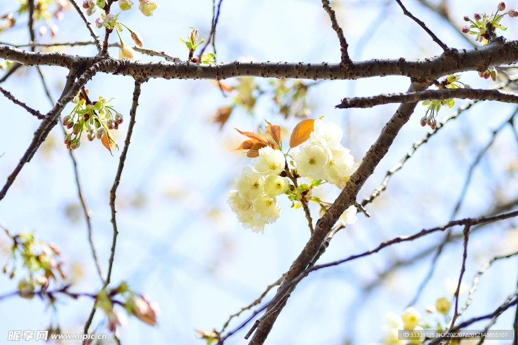 樱花