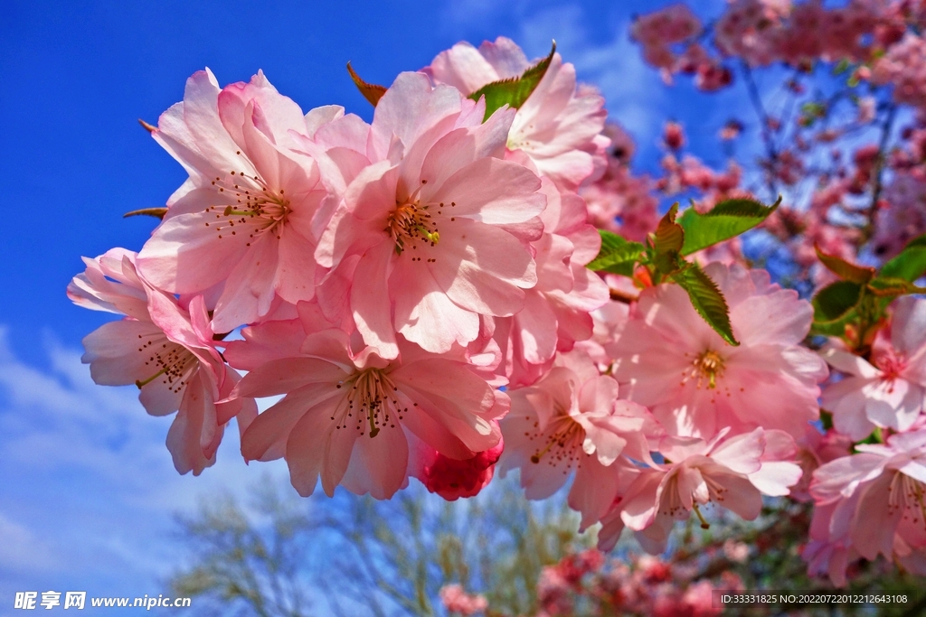 樱花