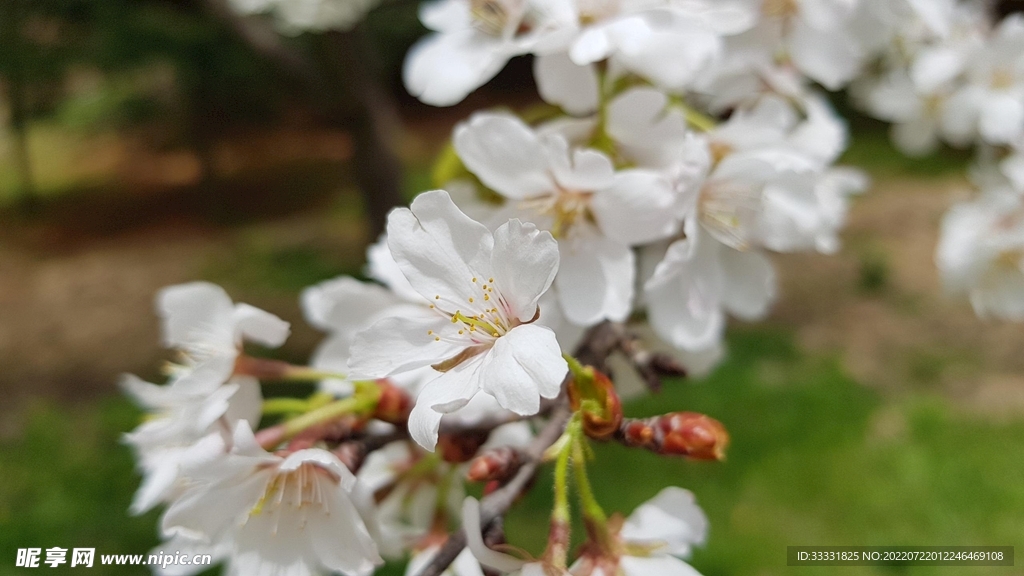 樱花
