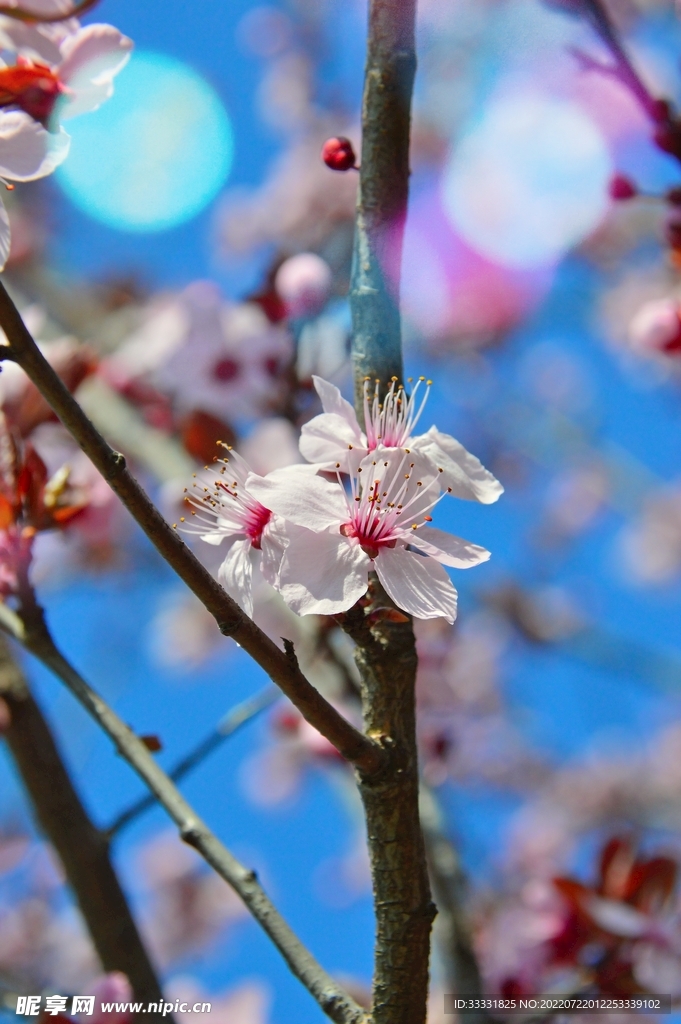 樱花