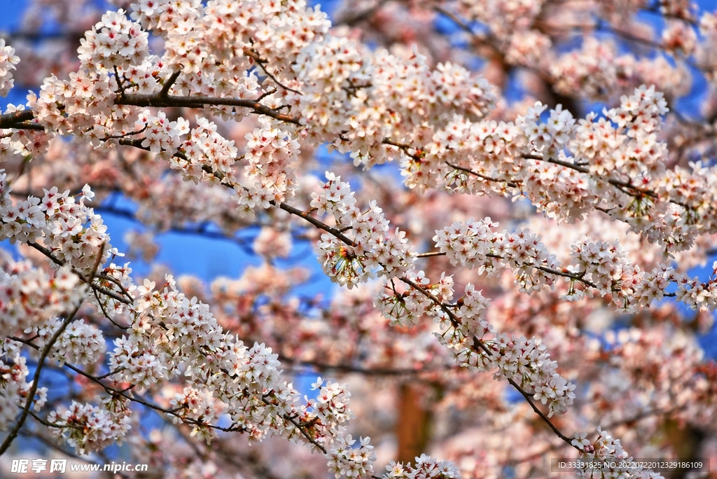 樱花