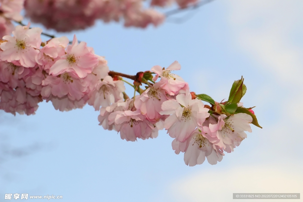 樱花