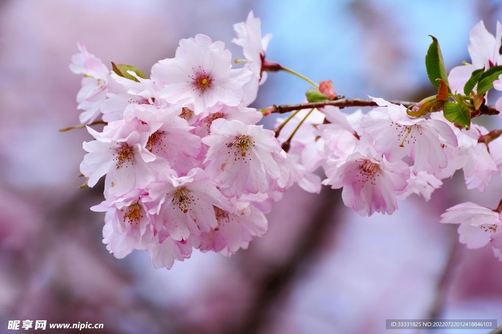 樱花