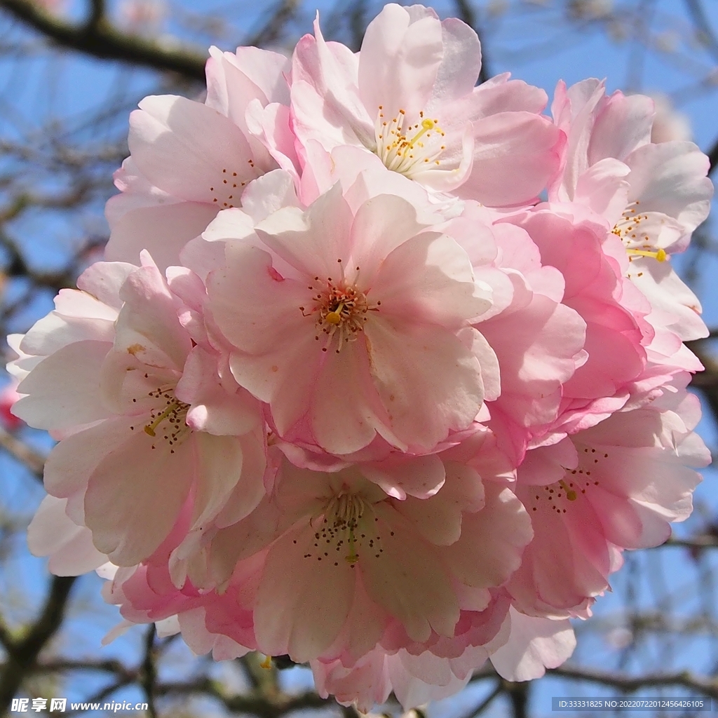 樱花
