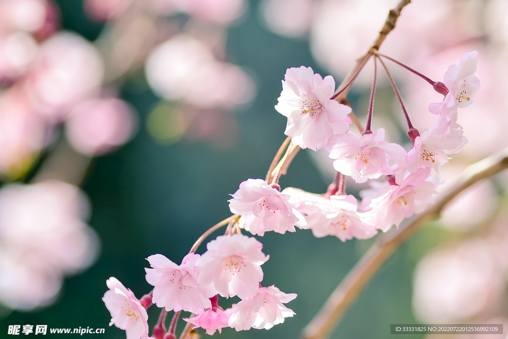 樱花