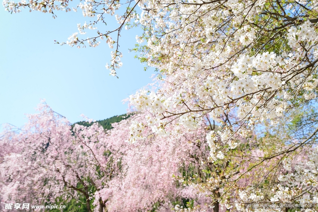 樱花
