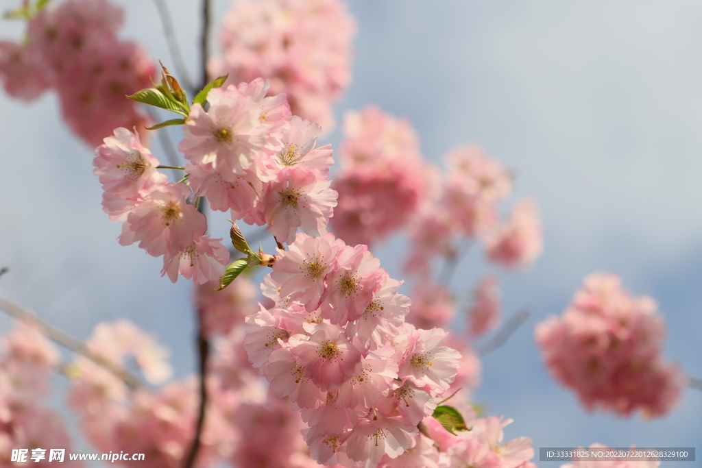 樱花
