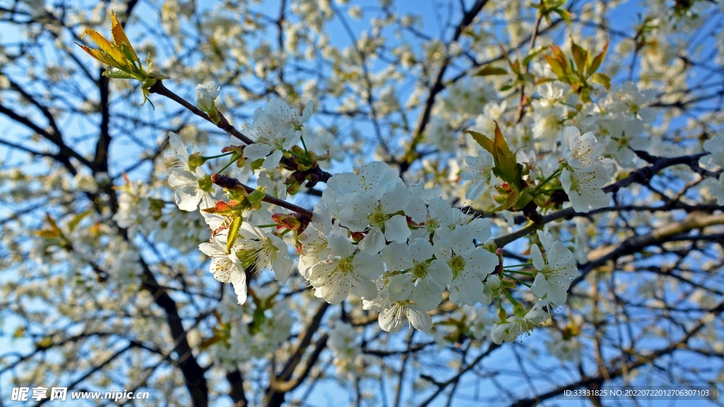 樱花
