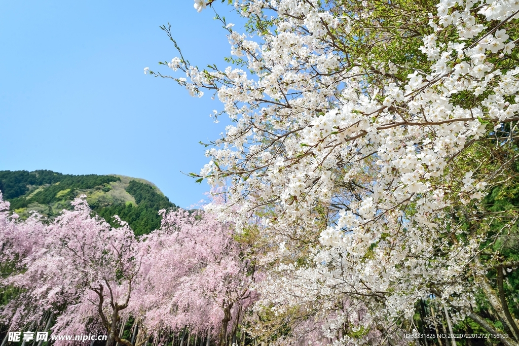 樱花
