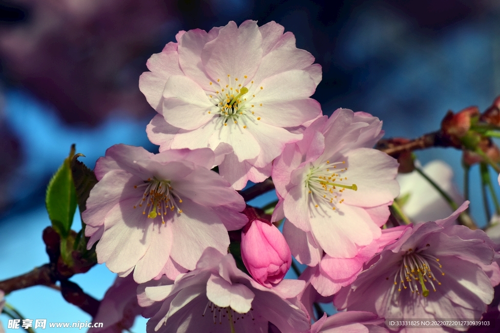 樱花