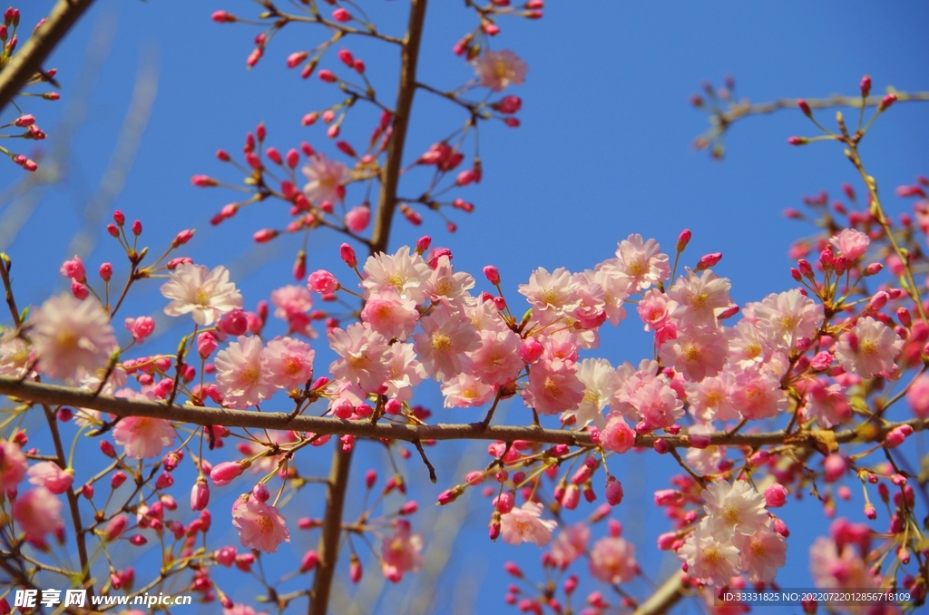 樱花