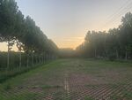 夕阳  