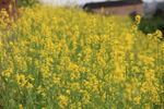  油菜花