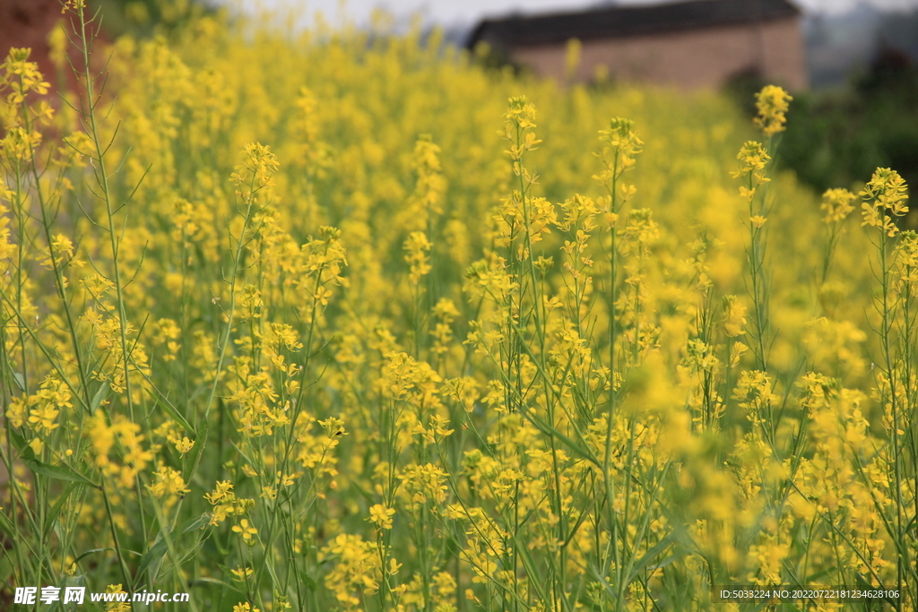  油菜花