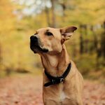 田园犬