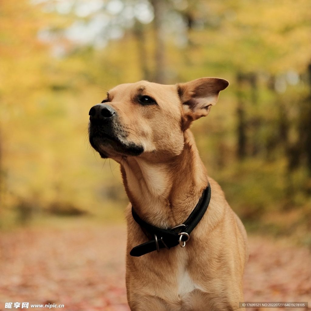 田园犬