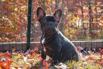 黑色法斗犬