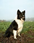 瑞士伯恩山犬