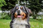 瑞士伯恩山犬