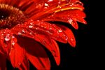 红色花蕊