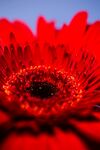 红色花蕊