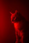 红色小猫