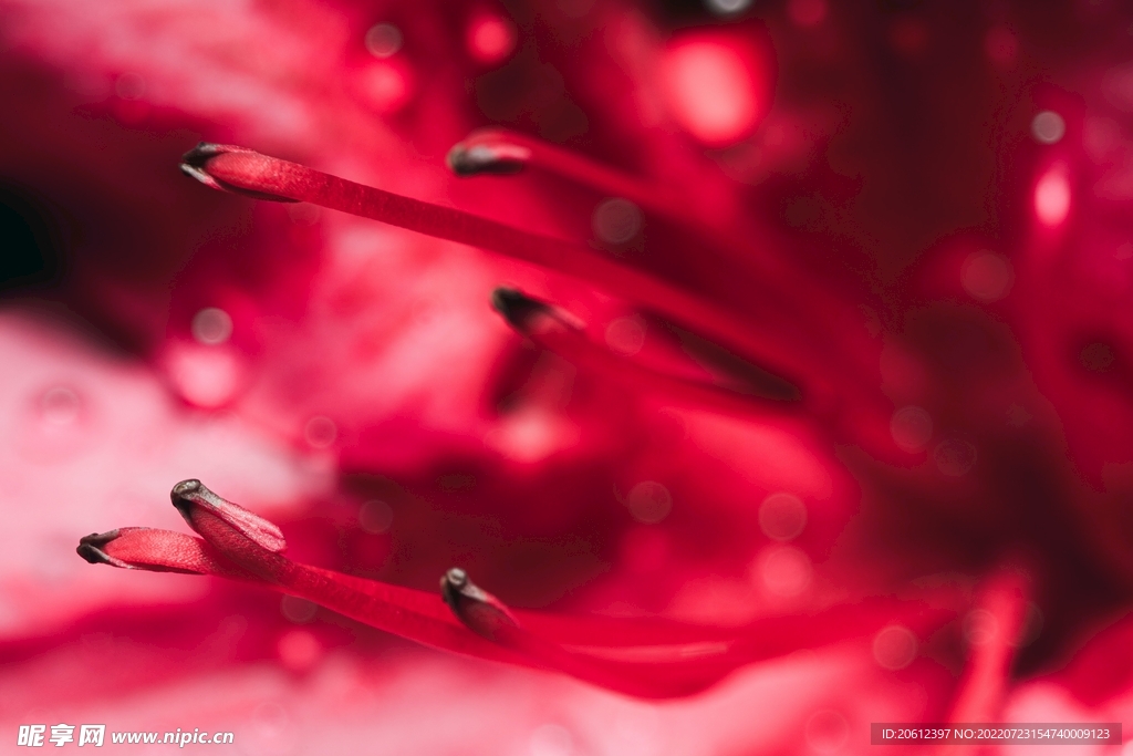 红色花蕊