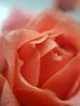 红色花蕊