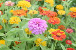 花