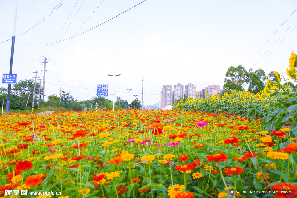 花海