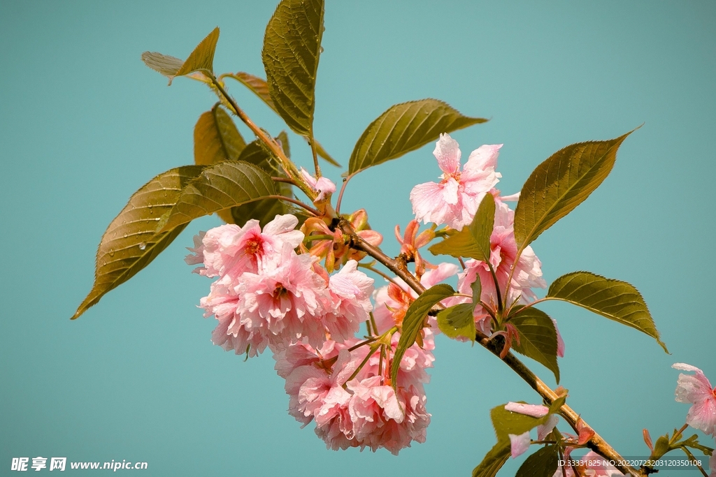 樱花