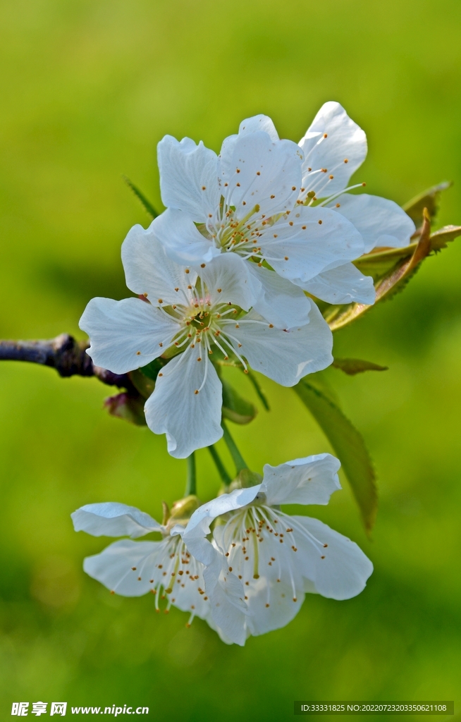 樱花
