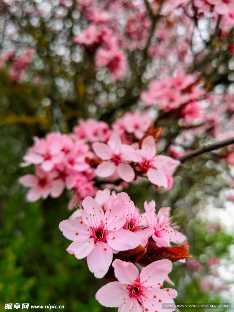 樱花
