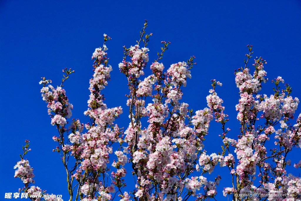 樱花