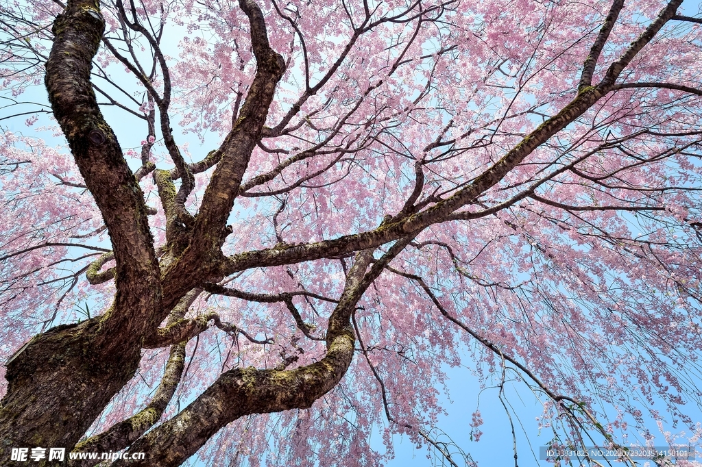 樱花