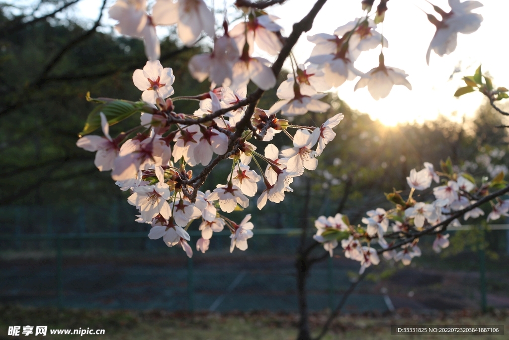 樱花