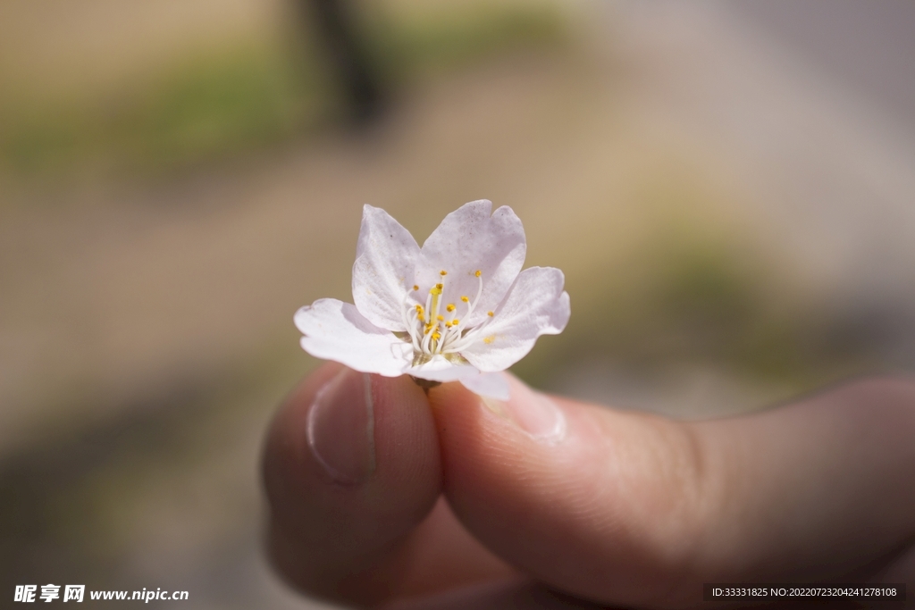 樱花