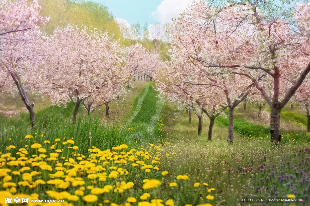 樱花