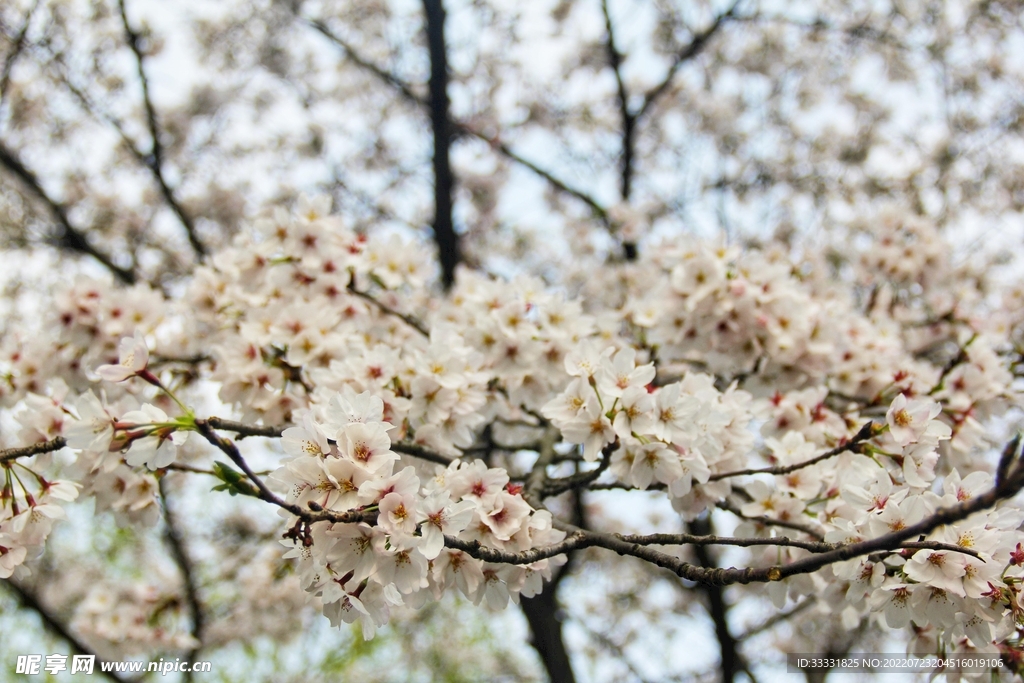 樱花