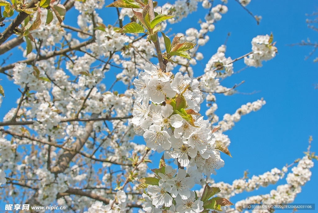 樱花