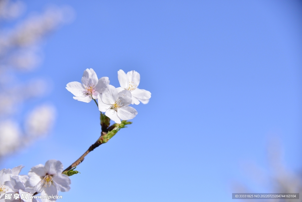 樱花