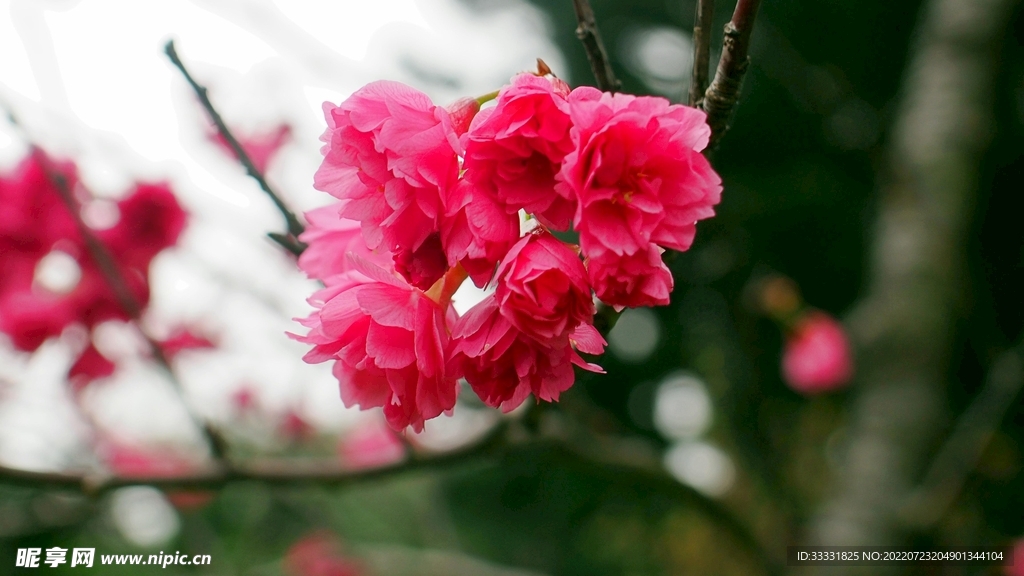 樱花