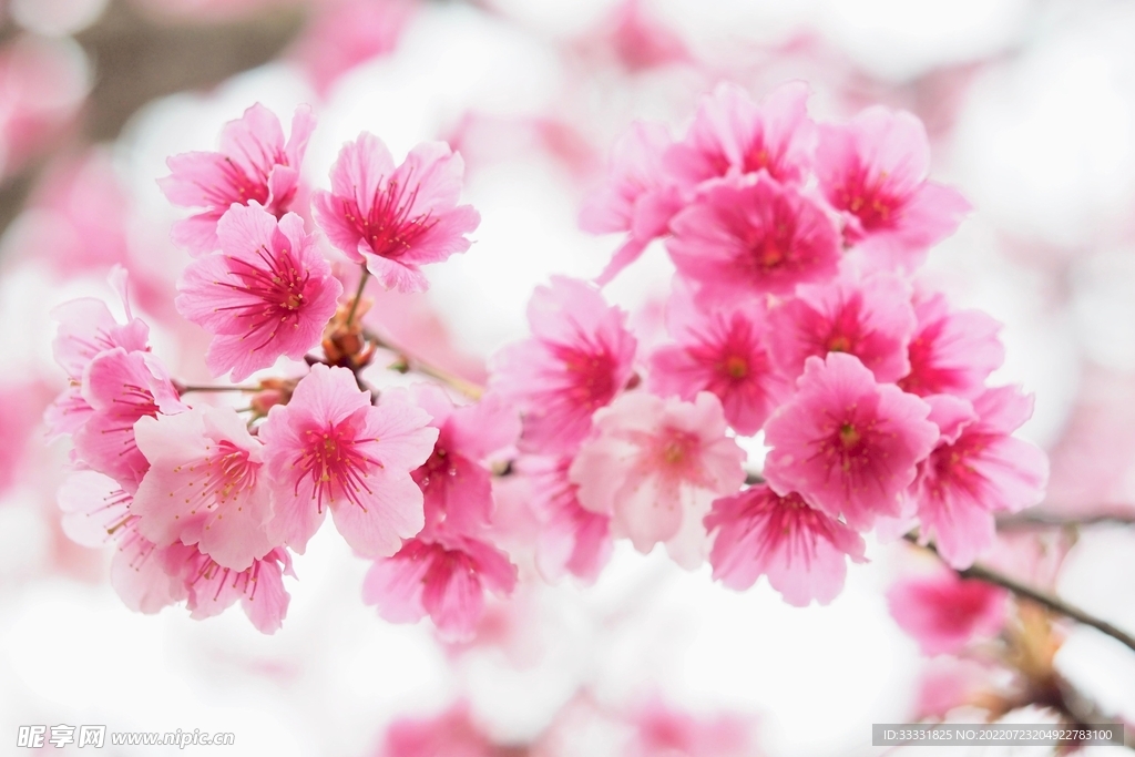 樱花