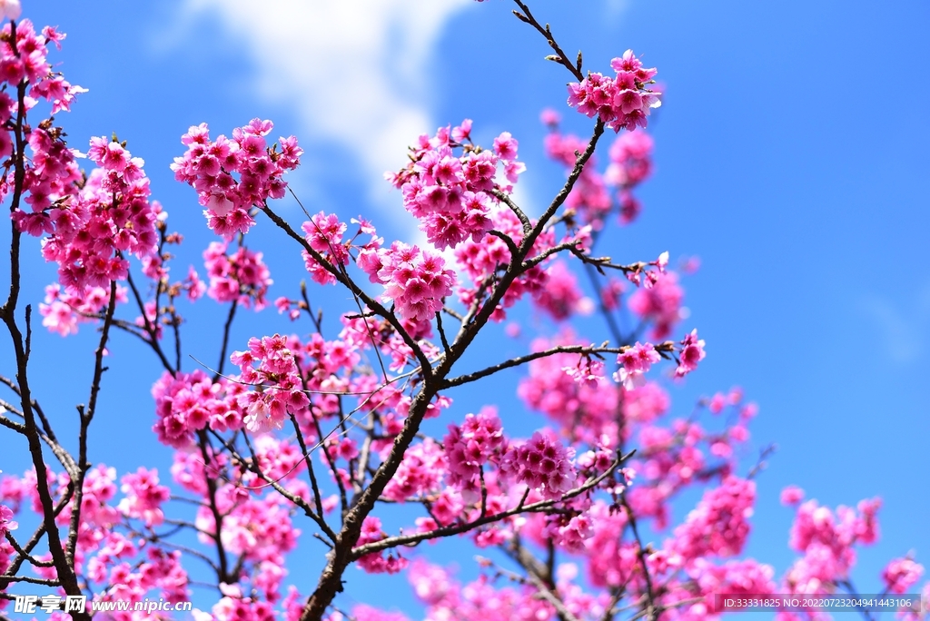 樱花