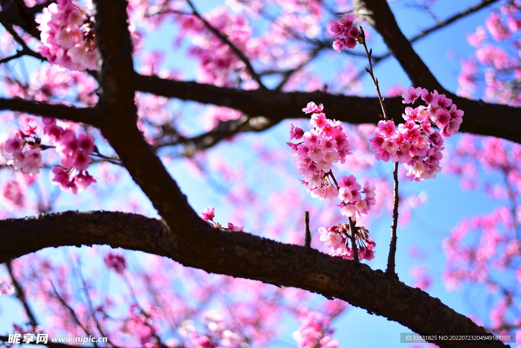樱花