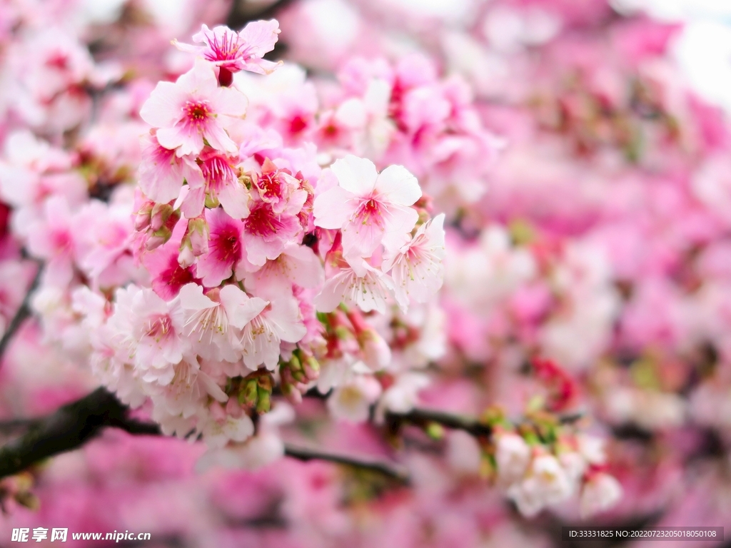樱花