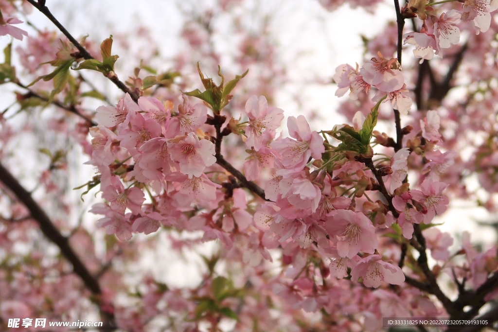 樱花