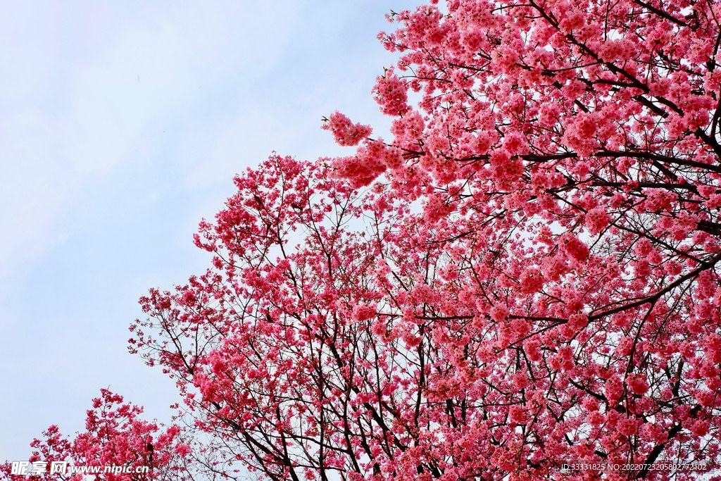 樱花